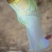 jawfish_yellowhead_dw_wc_v_0157_tci0501.jpg